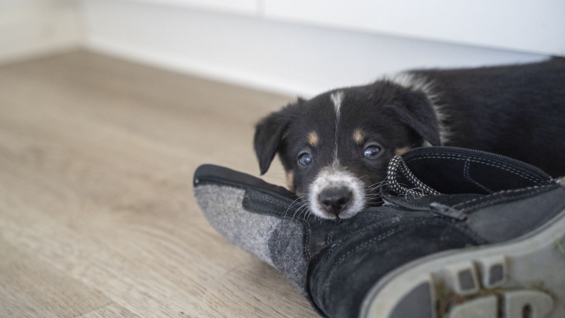 Border collie-hvalp bider i støvle