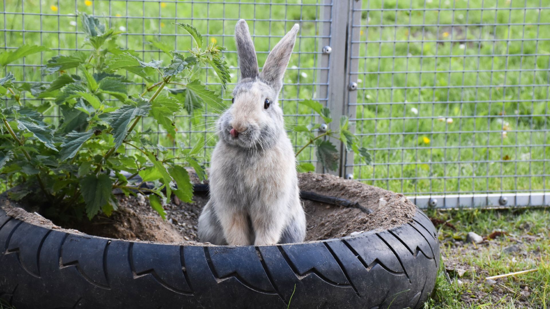 Kanin i udendørs omgivelser