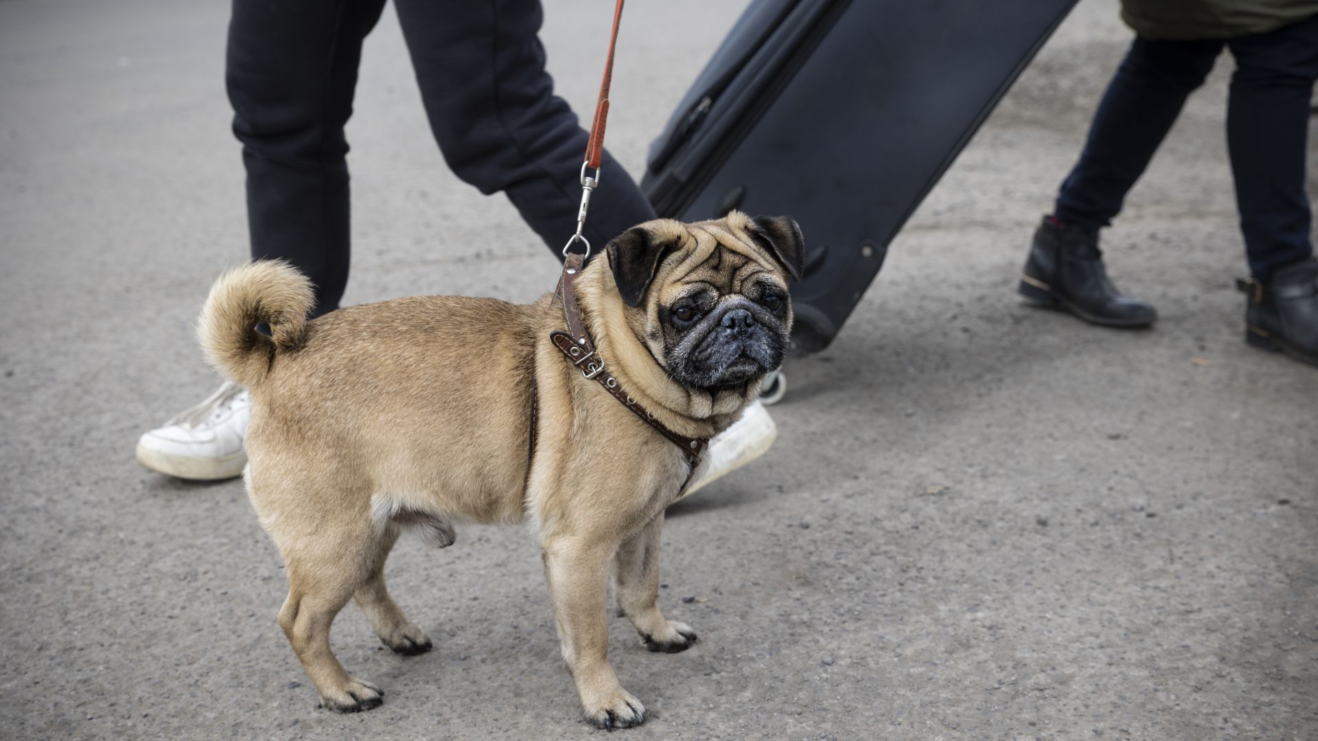 hund på gaden