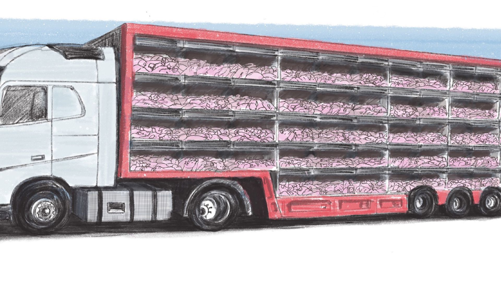 Der findes i dag ingen højdekrav for smågrise under 40 kg, og vognmændene er derfor de senere år begyndt at transportere dem i lastbiler med op til fem etager. Illustration: Anne Sophie Helger