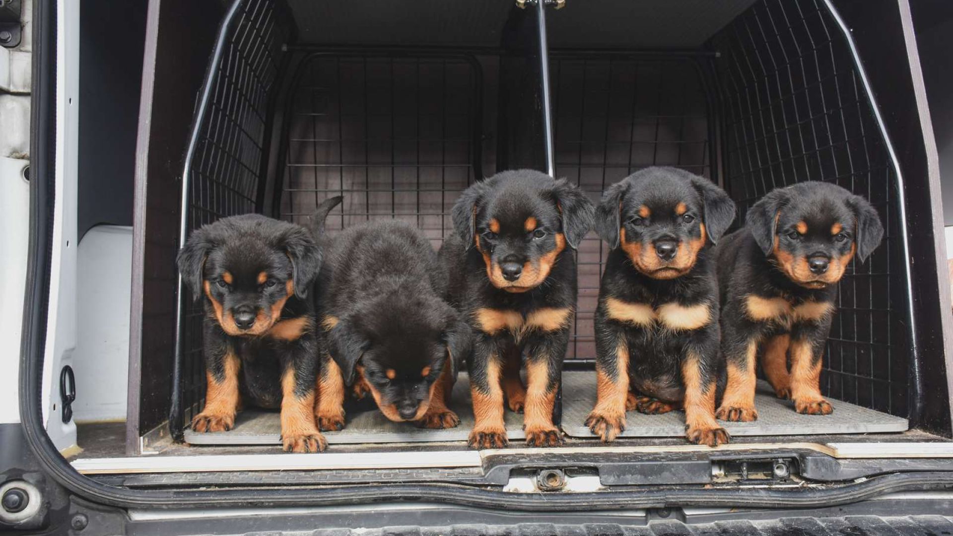 5 moderløse rottweilere