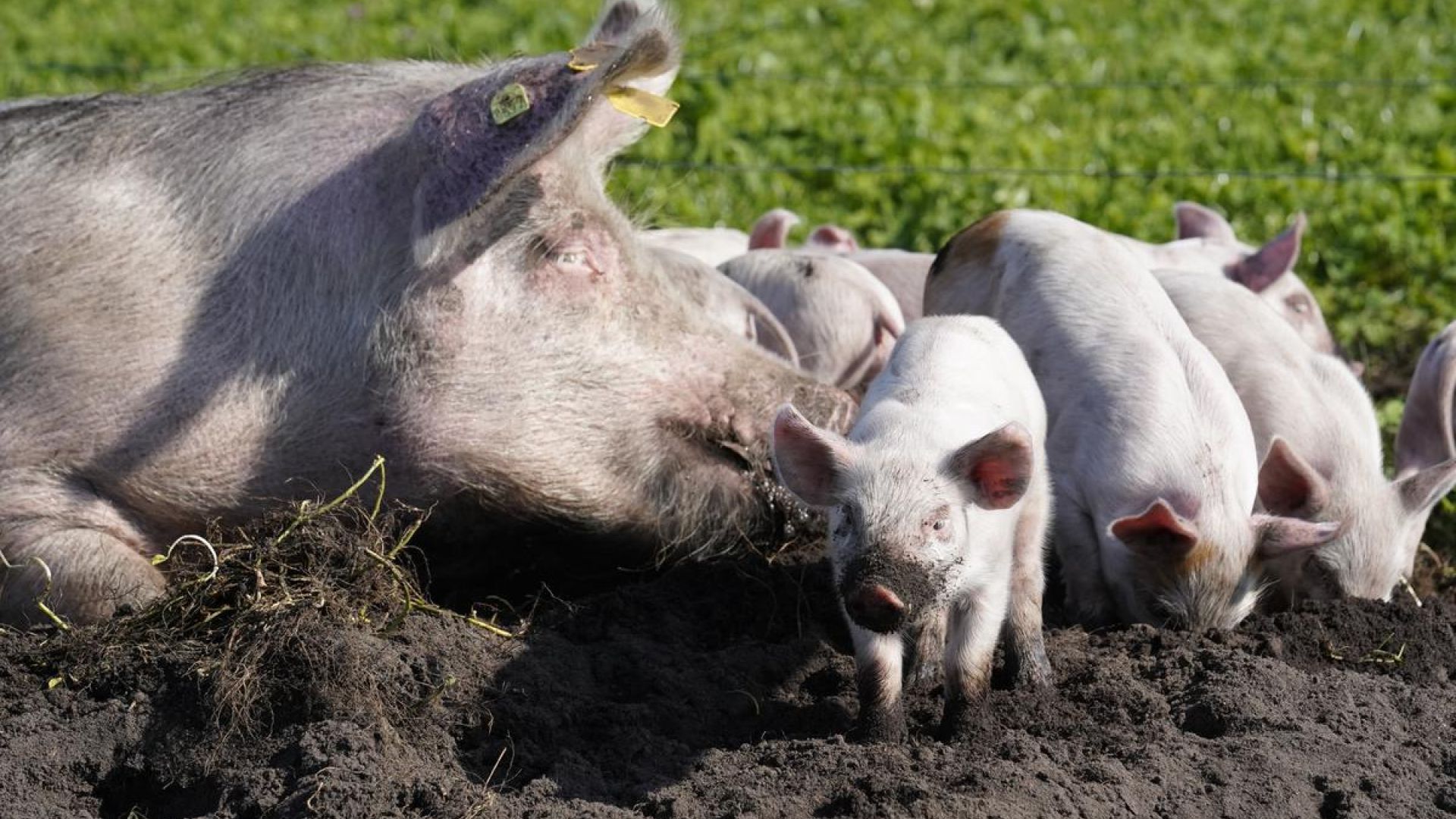 Det er landbrugsdyrene, der lægger liv til vores store animalske fødevareproduktion i dag. Dyrevelfærd er en uundgåelig del af den nødvendige bæredygtige omstilling af landbruget til en langt mindre klima- og naturbelastende plantebaseret produktion med langt bedre plads og betingelser for de resterende langt færre landbrugsdyr.