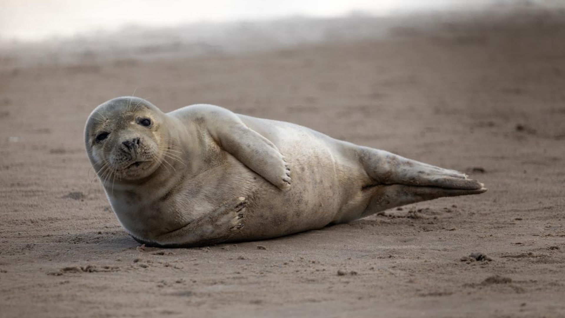 Sæl på¨strand