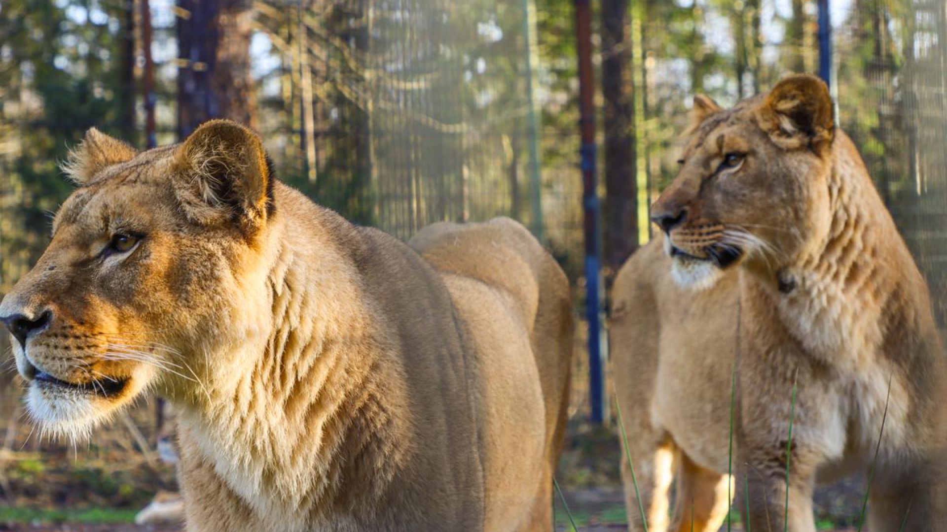 De to ukrainske løver 