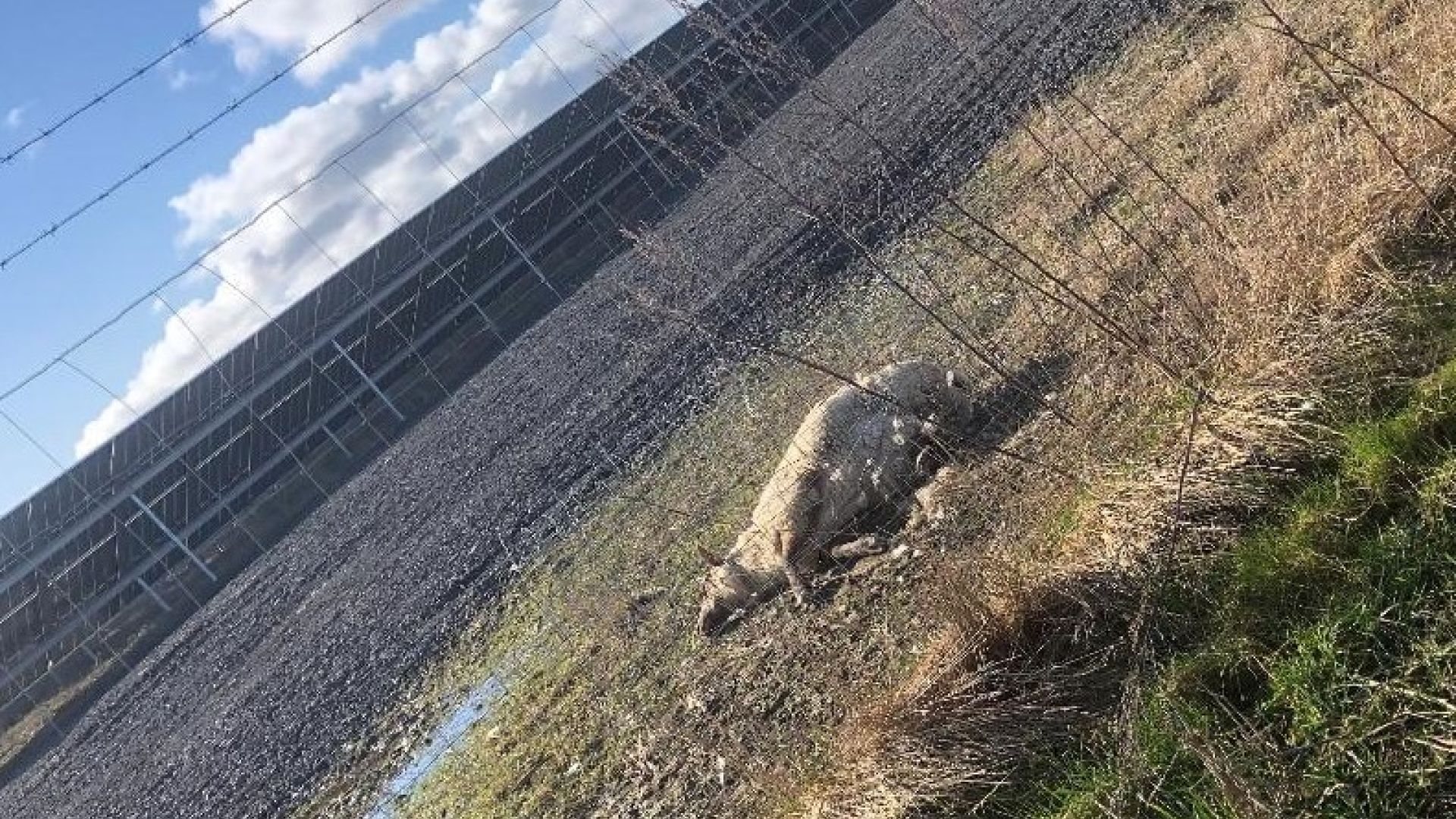 Dødt får i solcellepark