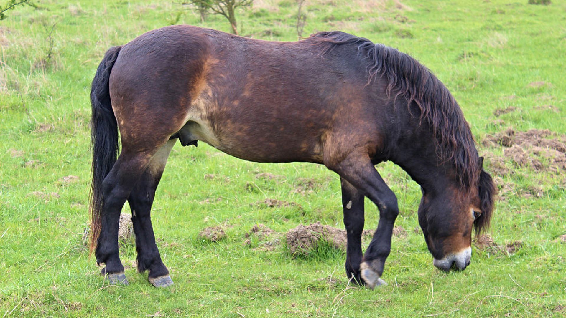 Exmoor-pony