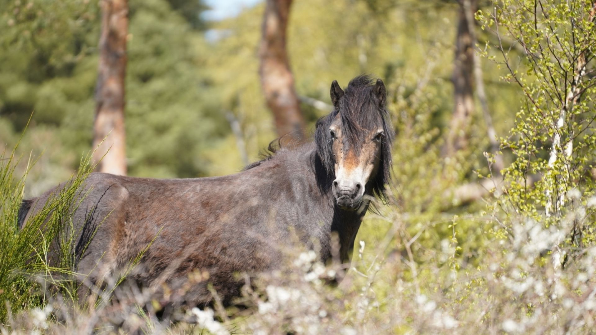 Hest på molslaboratoriet