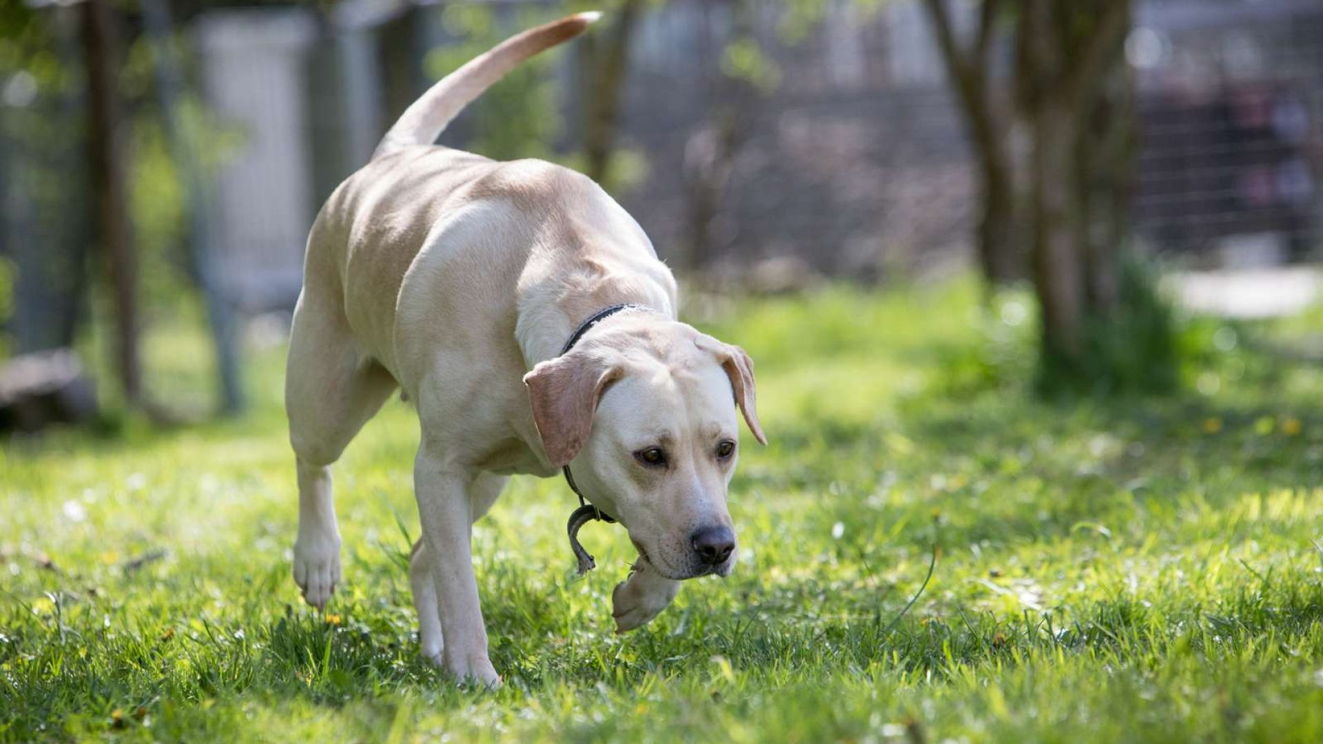 Sommerhund