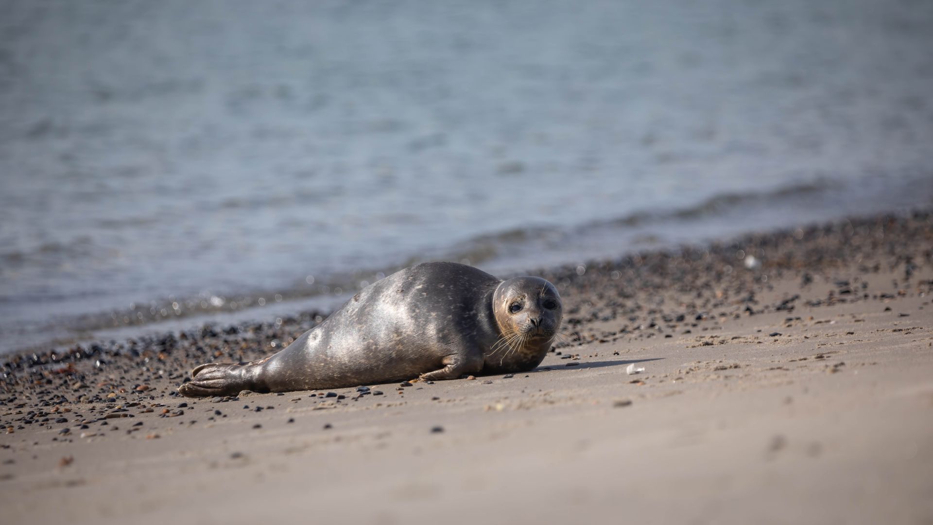 Sæl i Skagen