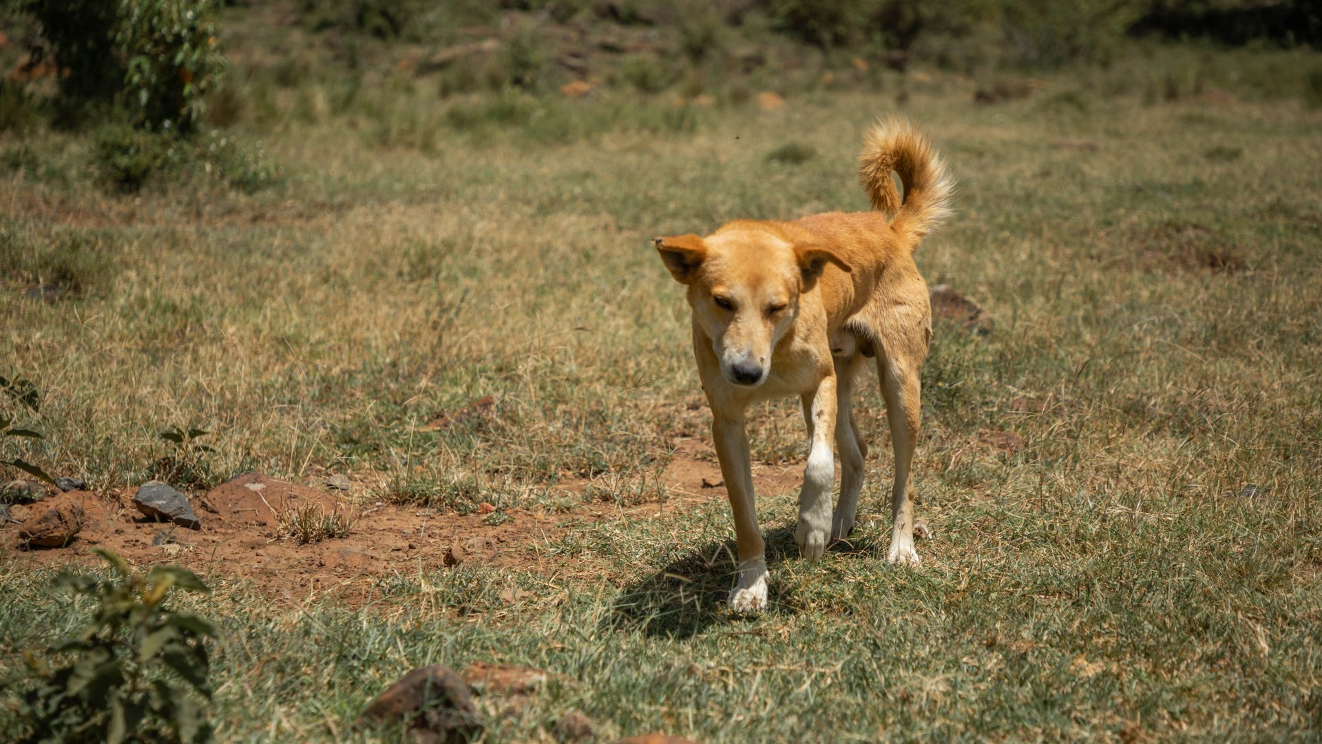 Masaihund i græsset på savannen i Masai Mara