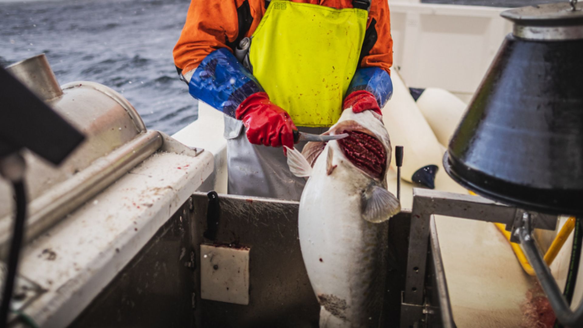 Fiskevelfærden er fraværende mange steder i fiskeriet – mange fisk bliver afblødt og renset uden at være gjort bevidstløse først. 