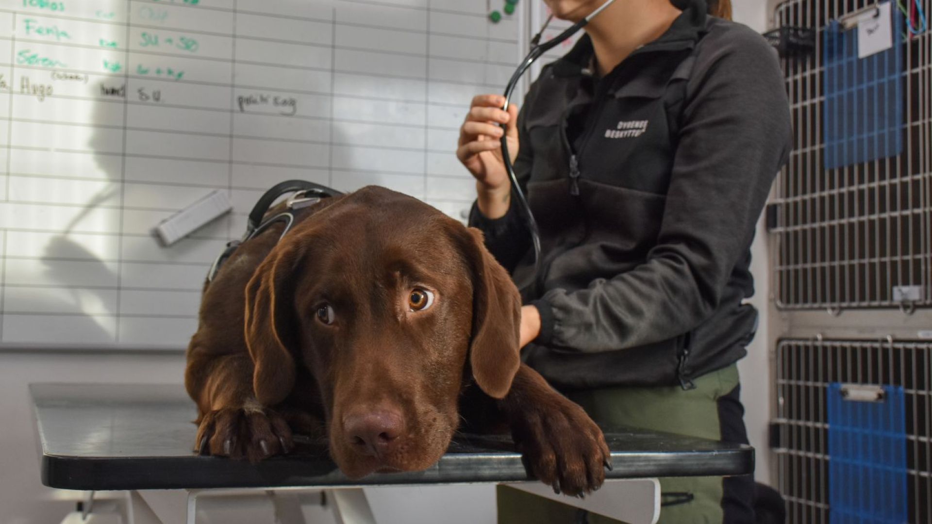 Hund på dyrlægebriks