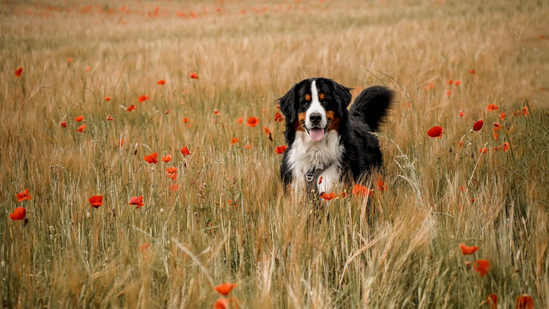 Hund i mark