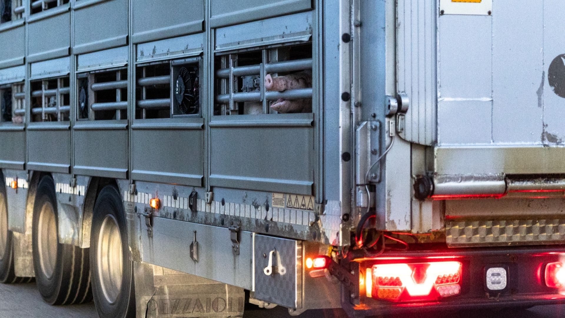 Gris stikker hovedet ud af transport