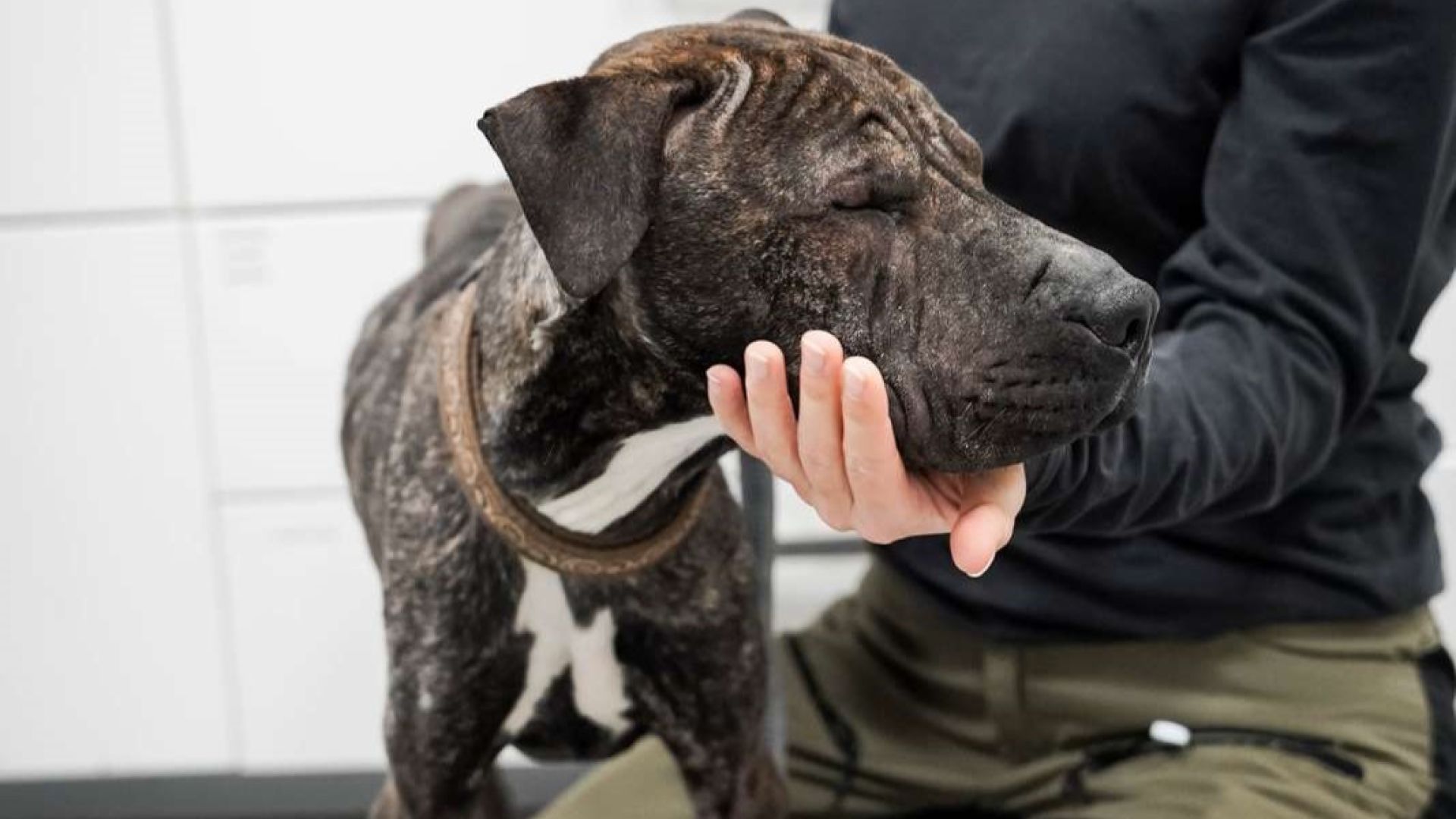 Hunden Sigurd kom til Nordjyllands Internat og vejede bare 11,4 kg. Foto: Cathrine Cocks/Dyrenes Beskyttelse