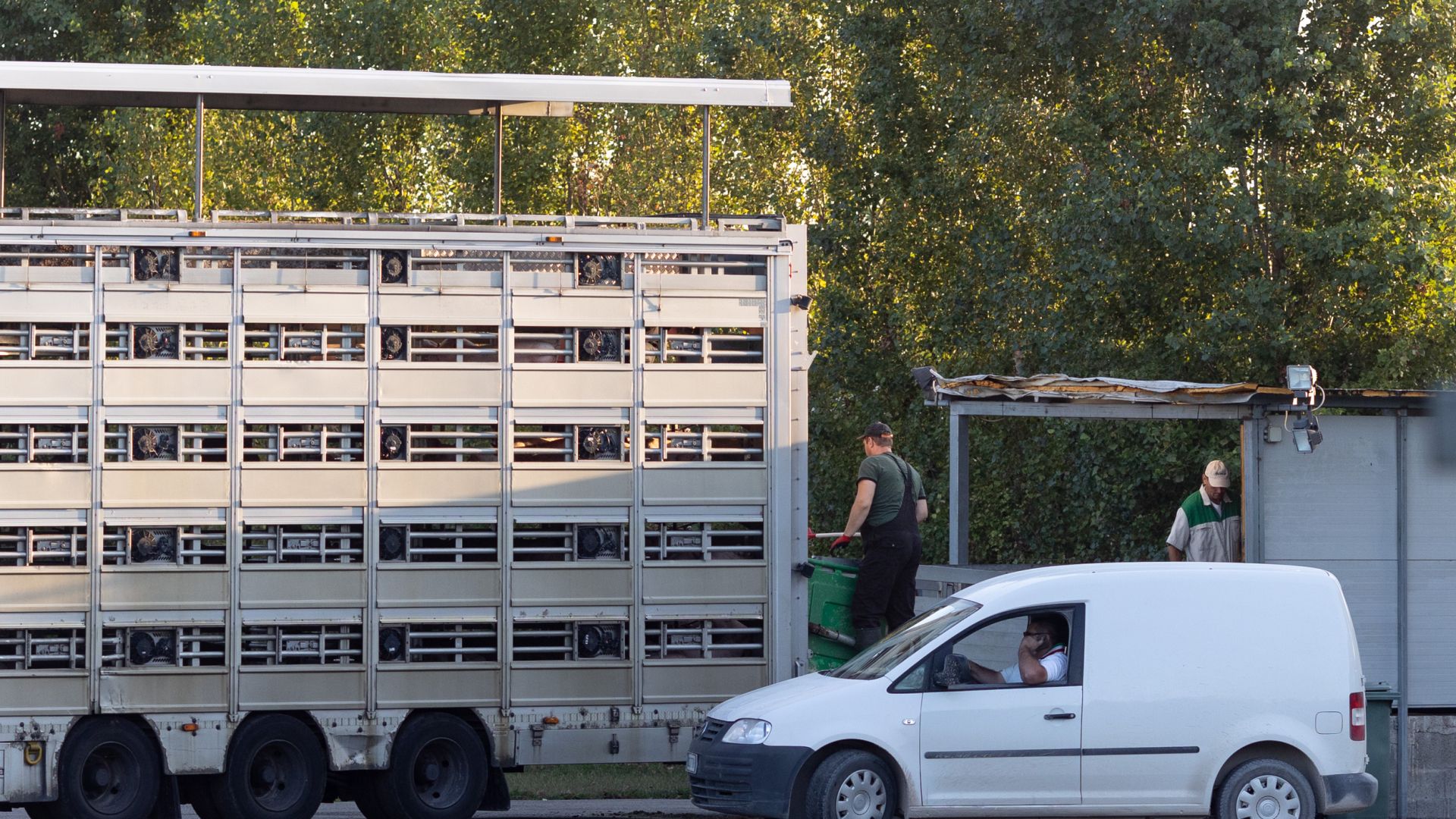 Dansk dyretransport i Italien 