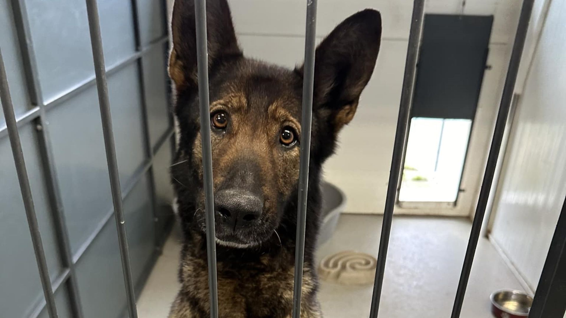 En seksårig schæferhund levede hele sit liv i en mørk garage, helt uden vinduer og lys. Hunden blev sjældent luftet, men heldigvis tog en nabo affære og ringede til Dyrenes Beskyttelses Vagtcentral 1812. Foto: Cathrine Cocks, Dyrenes Beskyttelse.