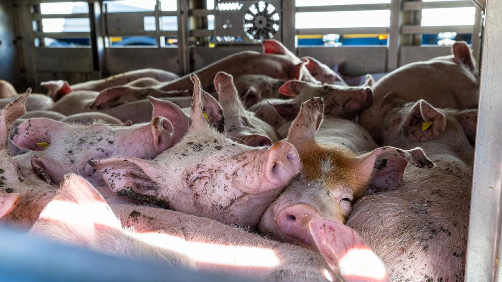 Hvert år bliver over 12 millioner danske grise sendt af sted på lange dyretransporter over otte timer. 