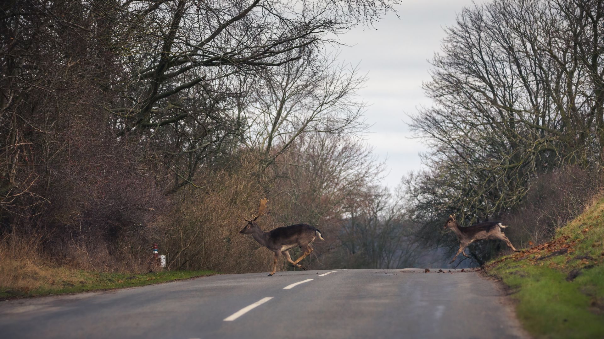 Der har været rekordmange påkørsler af hjorte i årets fire første måneder. Foto: Dyrenes Beskyttelse
