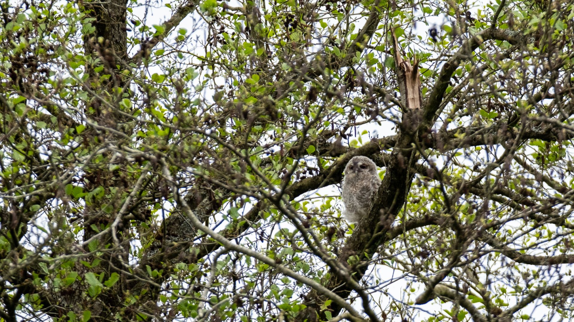 Den ene ugleunge efter den var fløjet fra reden. Foto: Marlene V. Jakobsen