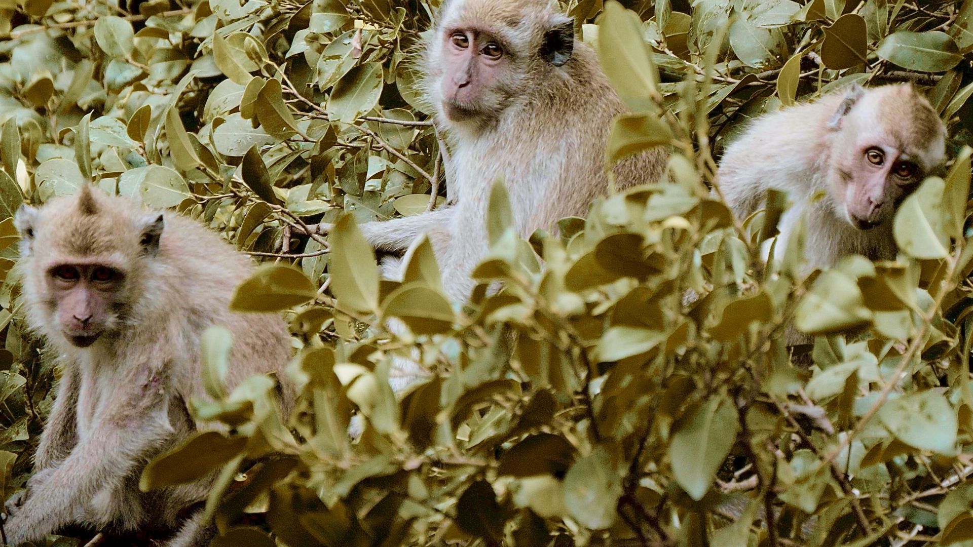 Tre makak-aber sidder i et træ. De er nysgerrige, legesyge og intelligente, men desværre også truet. Foto: Dan Säll