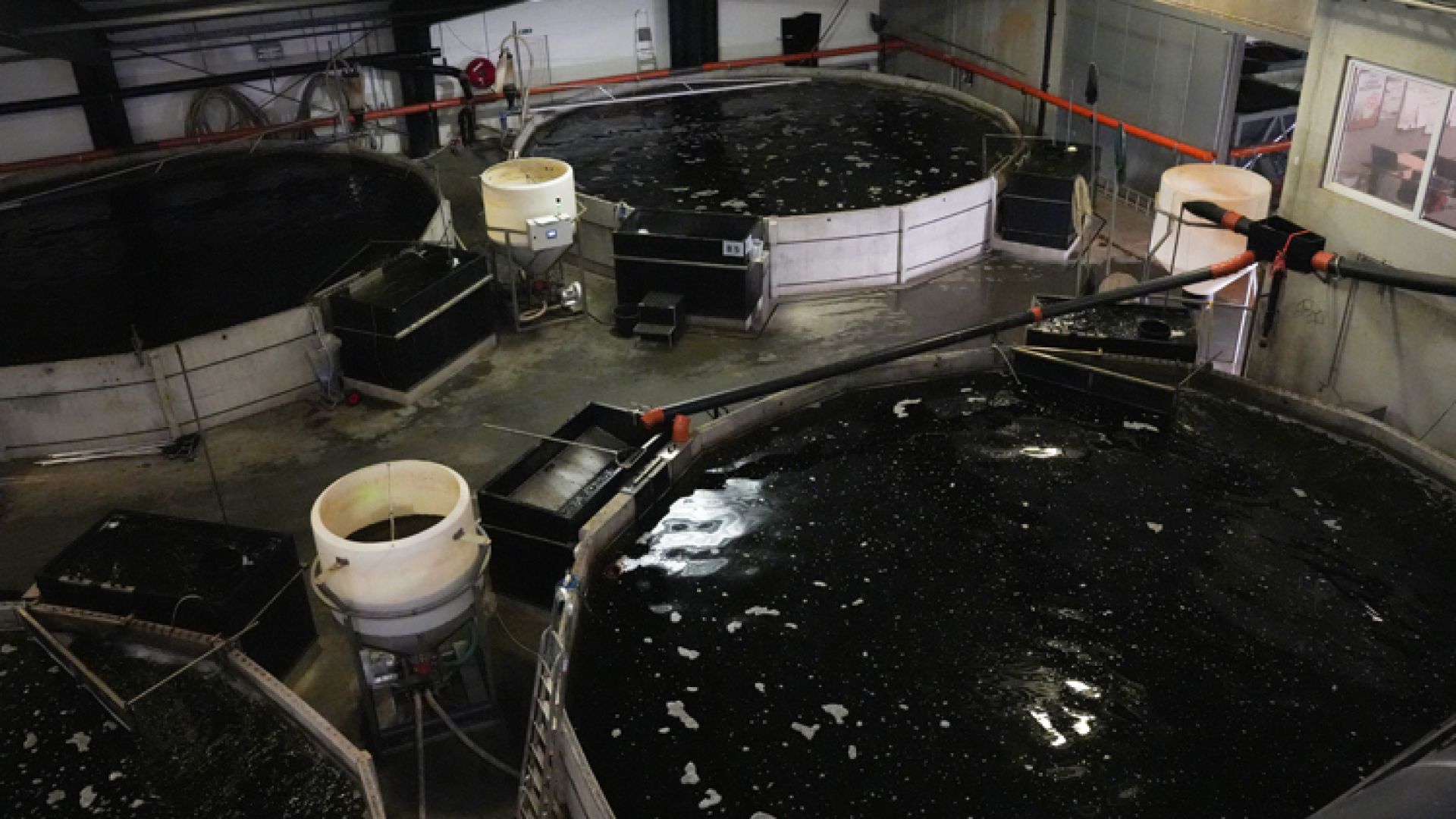 Bassiner med mørk vand i industrielt fiskeopdræt