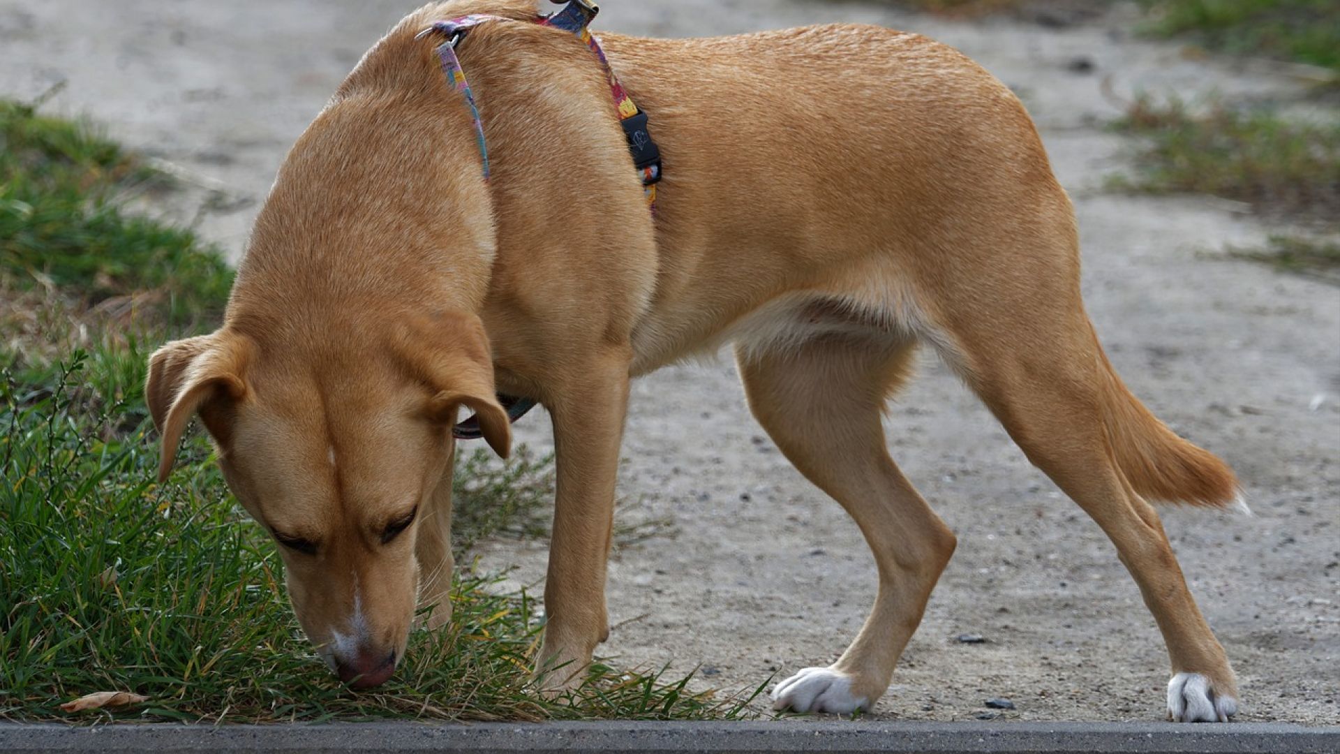 Hund der snuser