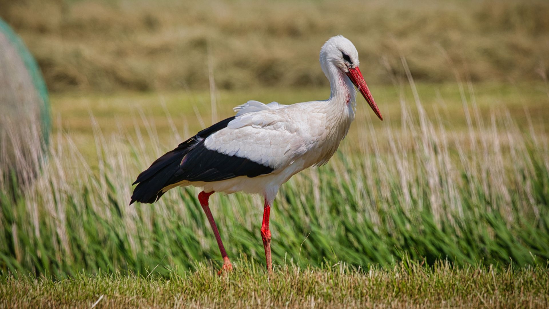 Storken er blot et eksempel på de mange dyr, der vil have stor glæde af rapportens tiltag. Foto: Norbert Hentges