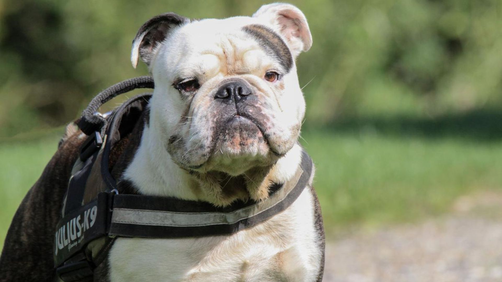 Engelsk bulldog er en af de racer, hvor stambøgerne nu åbnes for nye, sunde individer.