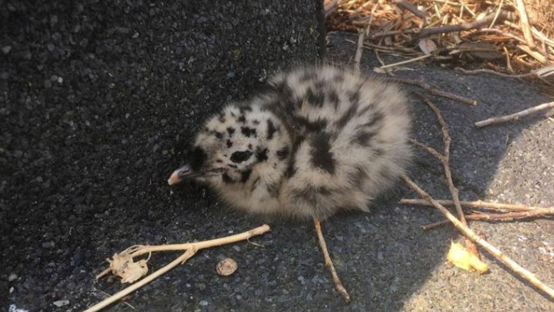 Der er intet usædvanligt ved, at mågeunger har en periode, hvor de ligger på jorden, efter de forladt reden. De kan nemlig ikke flyve endnu. Foto: Privat