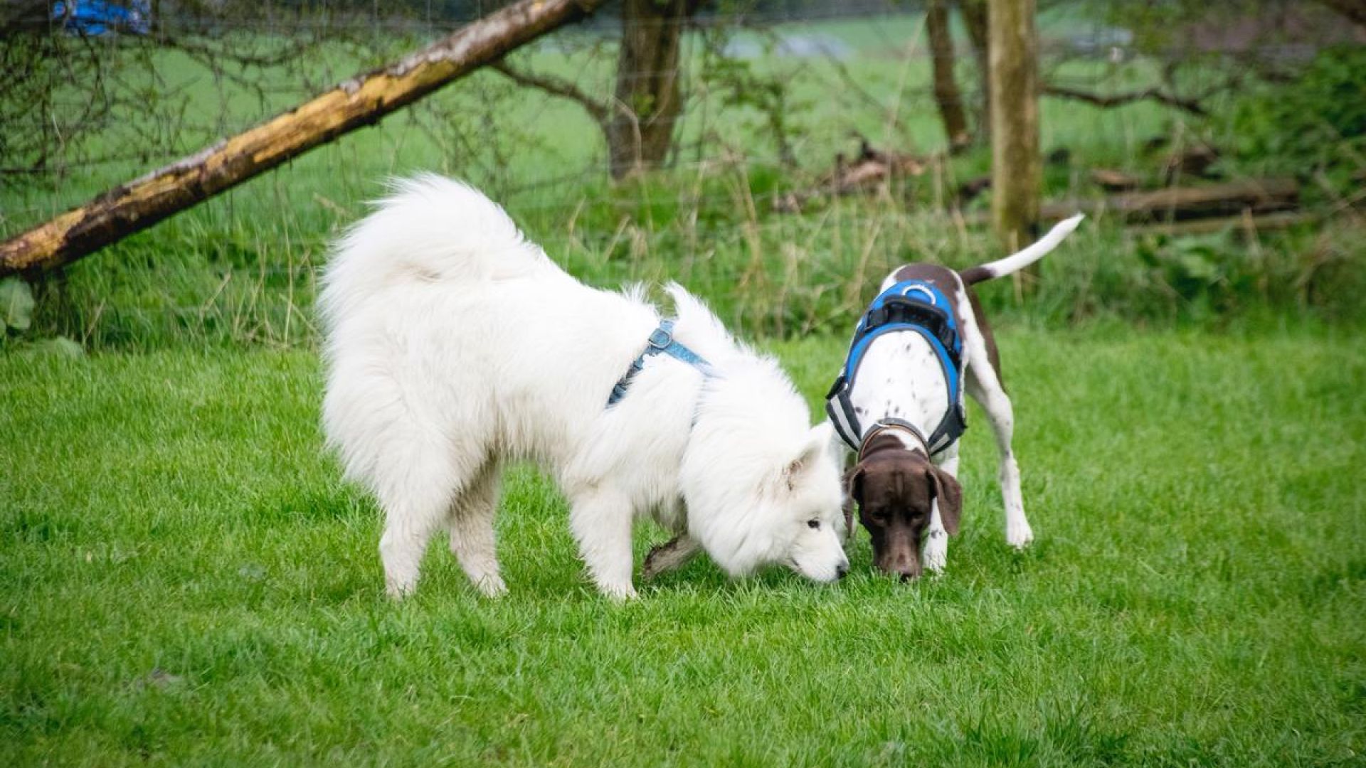 Hunde på Fyns Internat