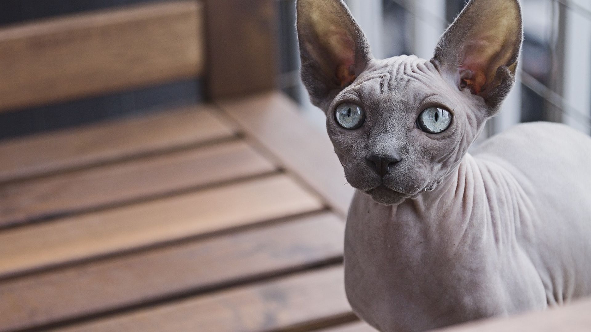 sphynx kat