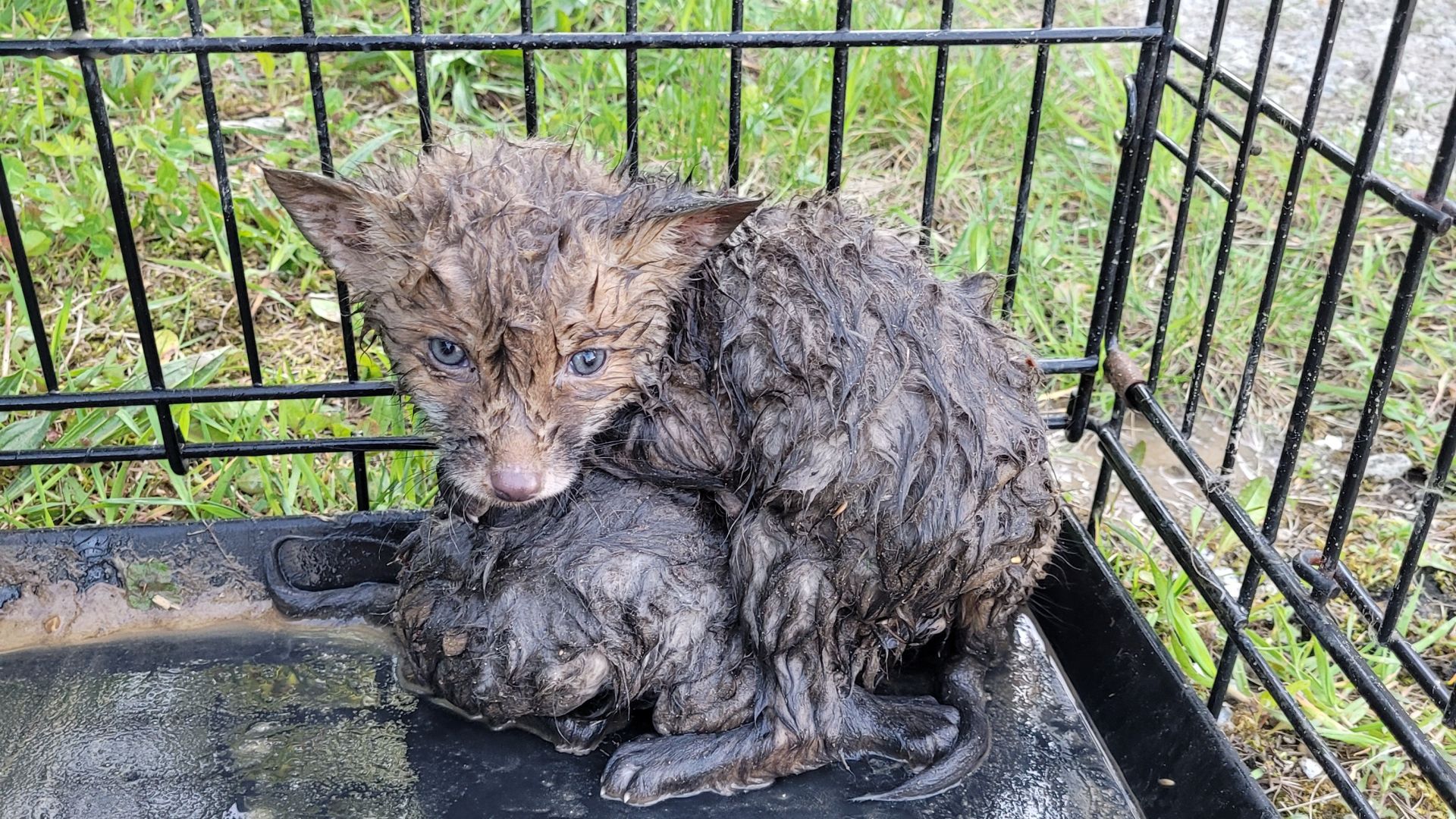 De to rævehvalpe var beskidte, sultne og tørstige, efter de blev reddet op af kloakken. Foto: Privat