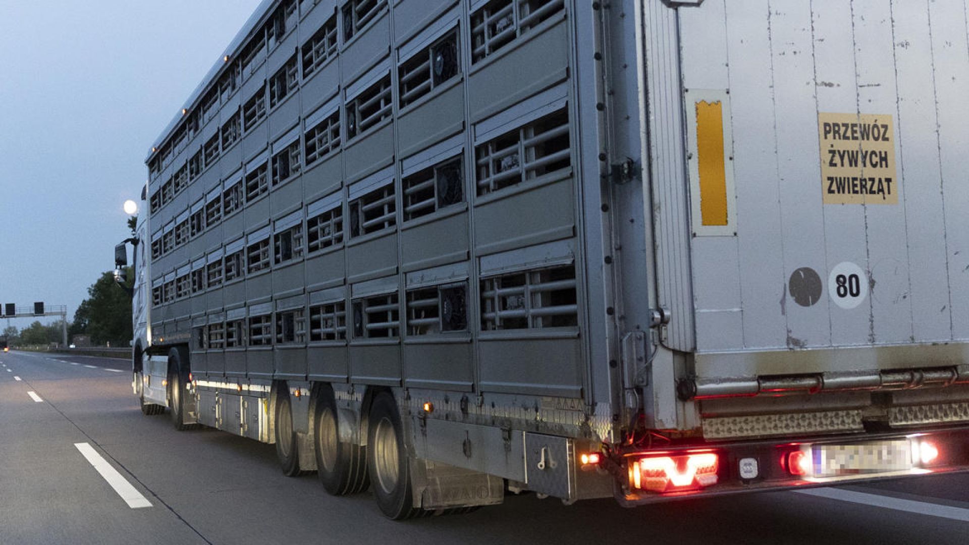 Dyretransport kører på motorvejen