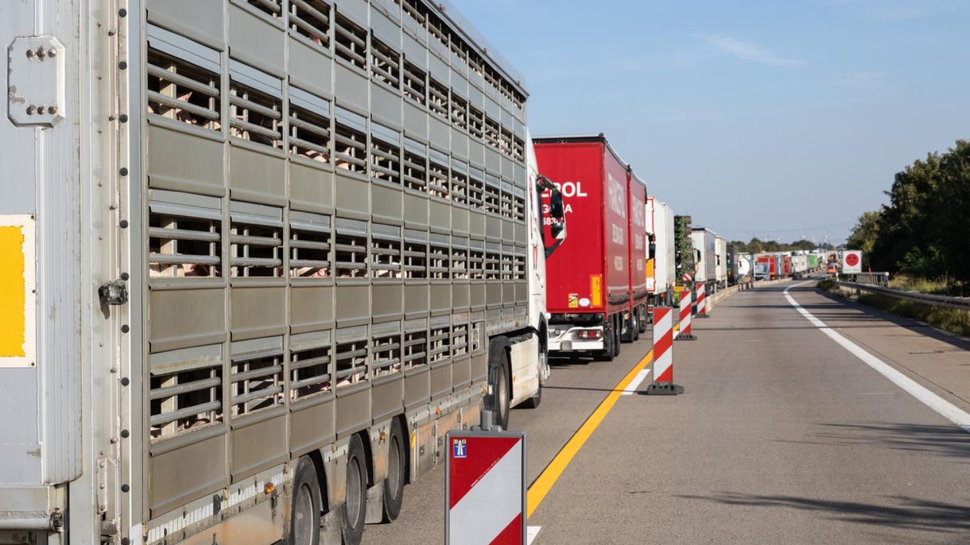 Grisetransport i kø på motorvej