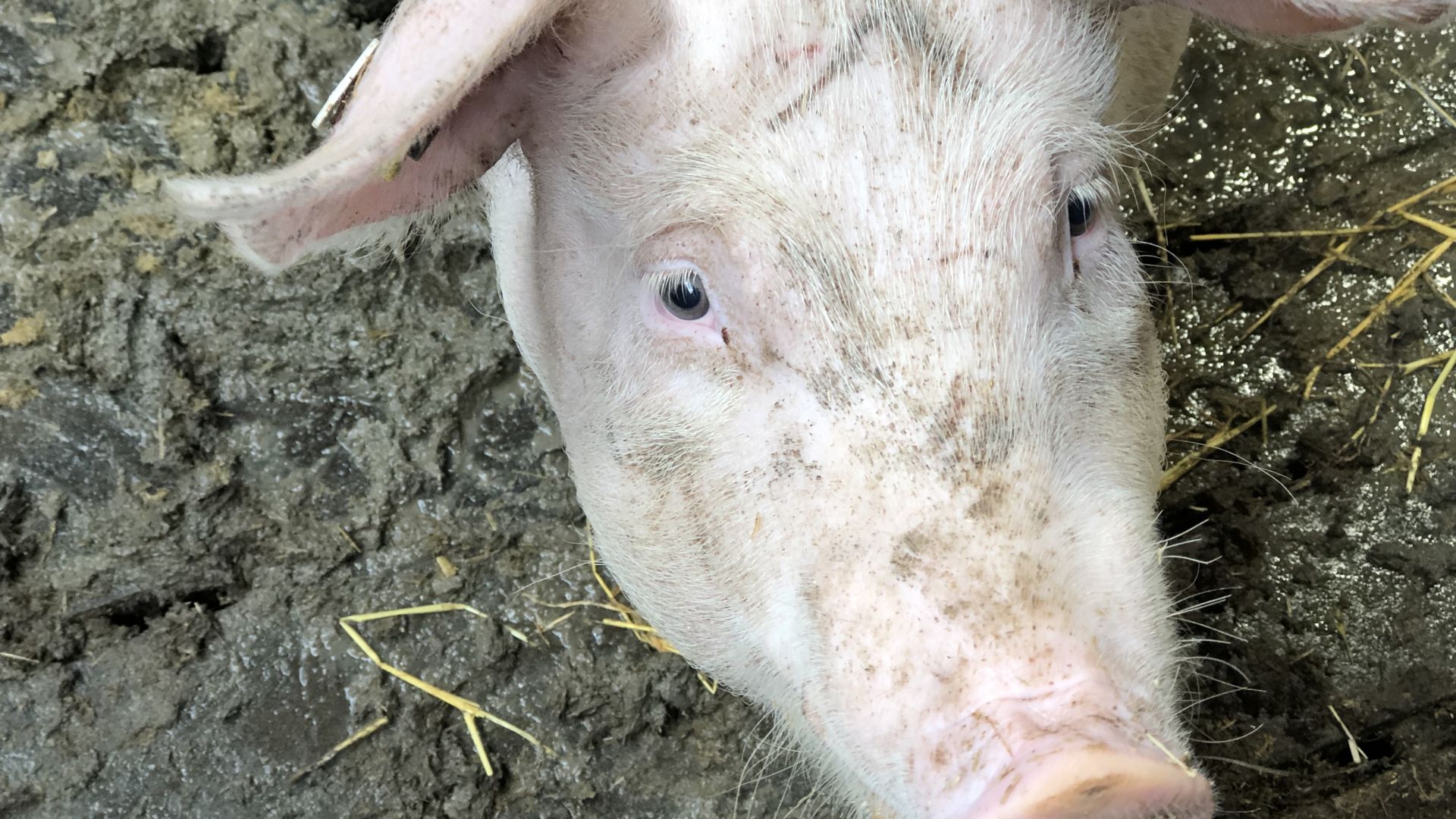 Gris kigger op i kameraet fra en mudderpøl med halm i