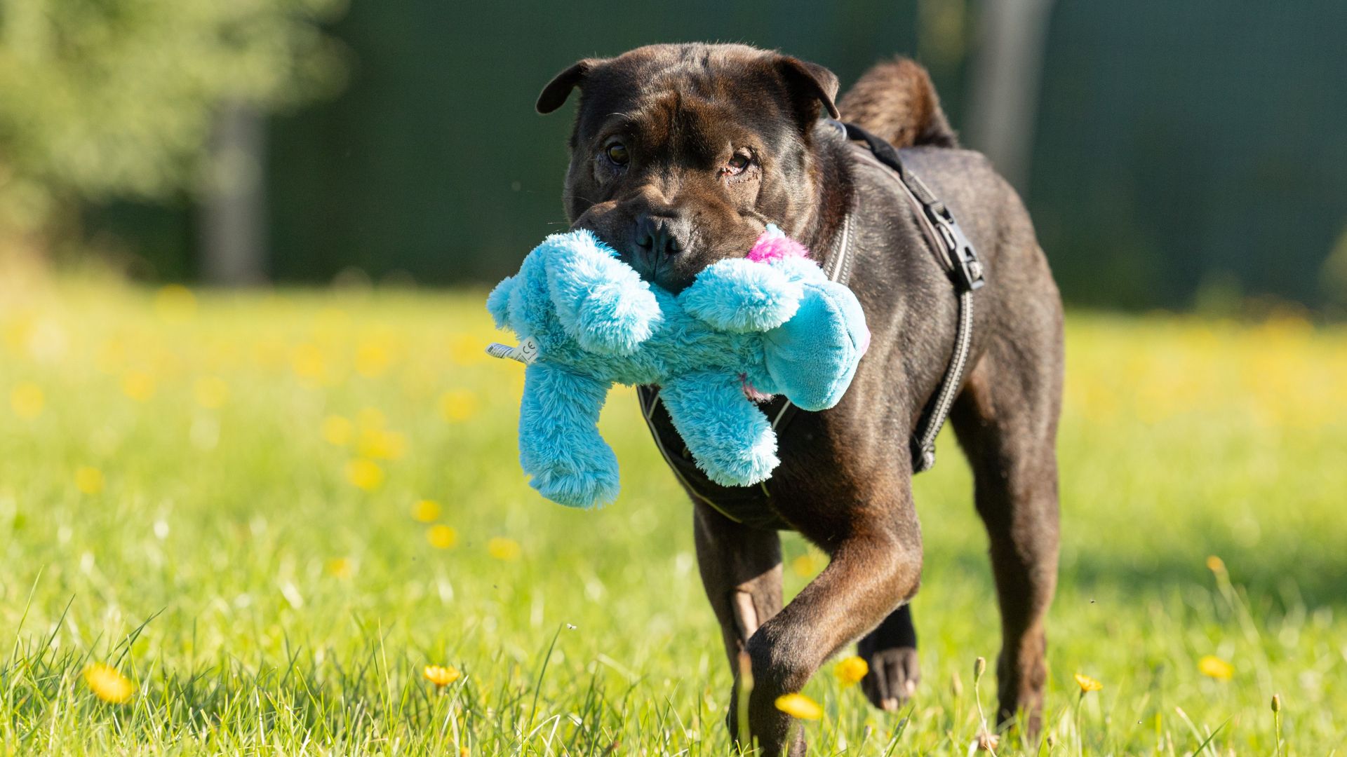 Billede af hund med bamse i munden