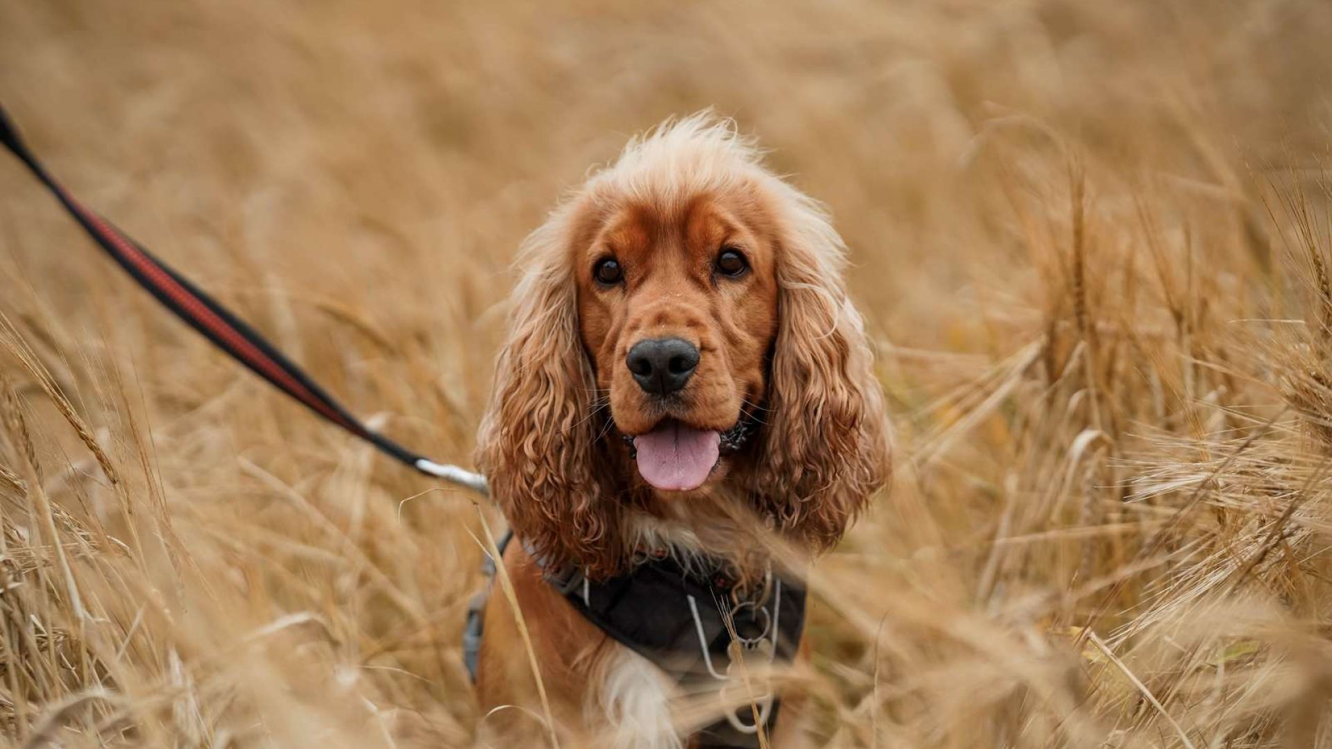 Billede af en hund på en mark 