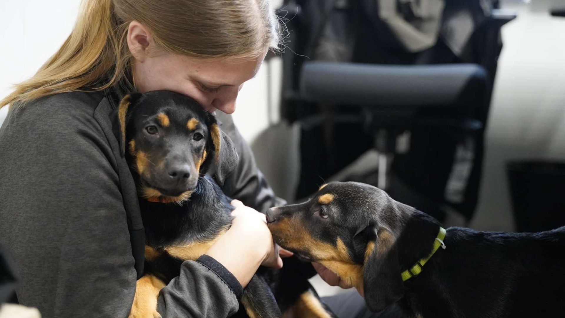 Billede af to hunde og en medarbejder 