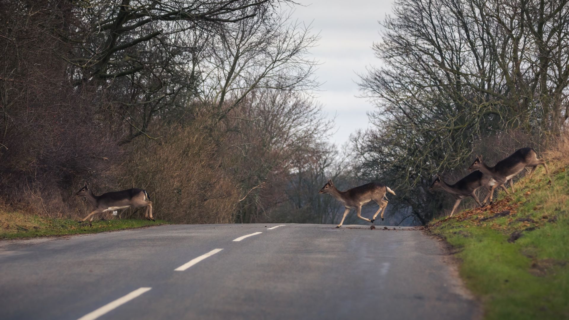 Det er højsæson for hjortepåkørsler, så der er al grund til at køre forsigtigt i skovområderne. Foto: Asger Thielsen