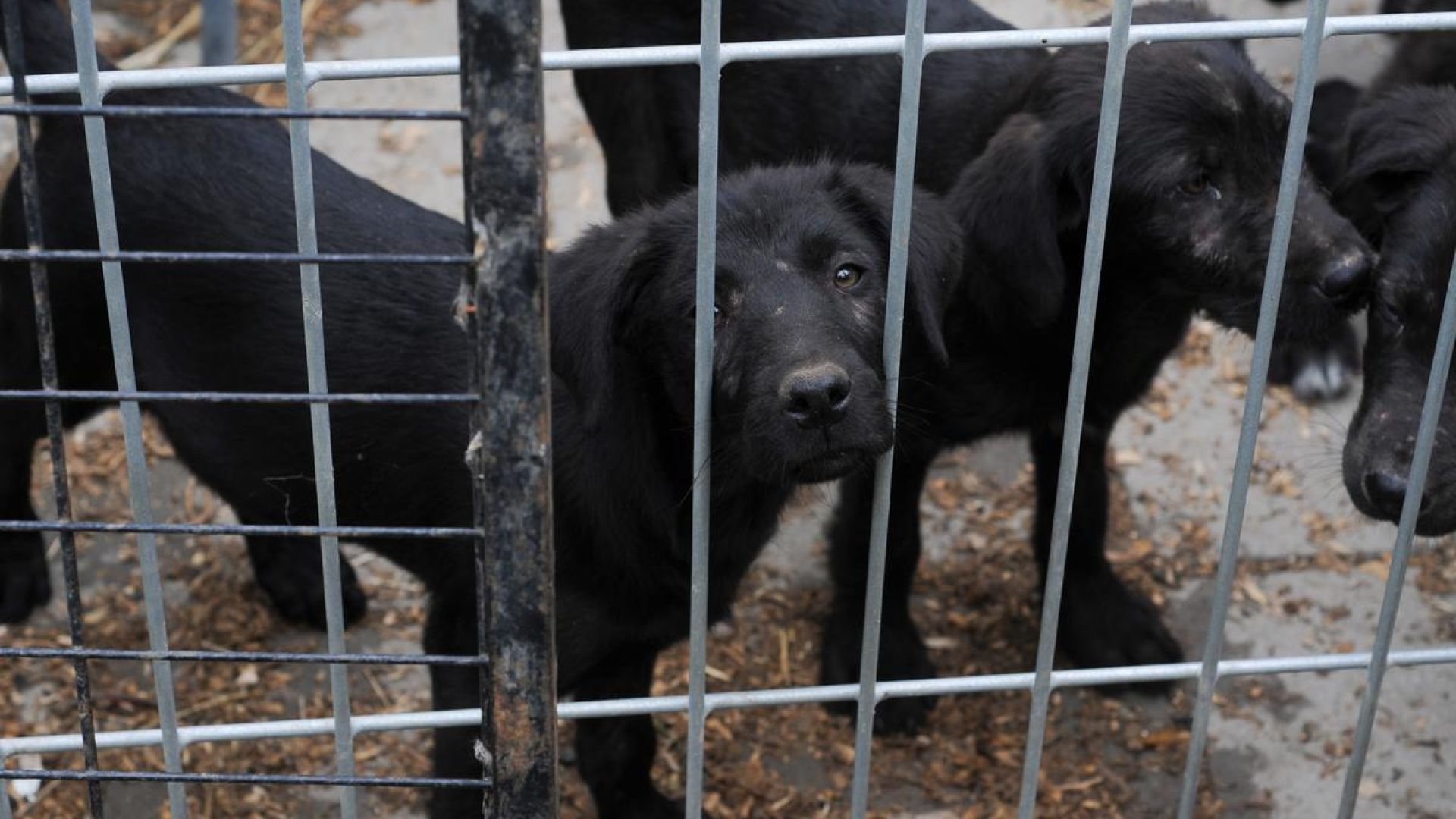 Hvalpefabrikker og ulovlig import af hunde skal stadig efterforskes af specialiserede dyrevelfærdsenheder. 