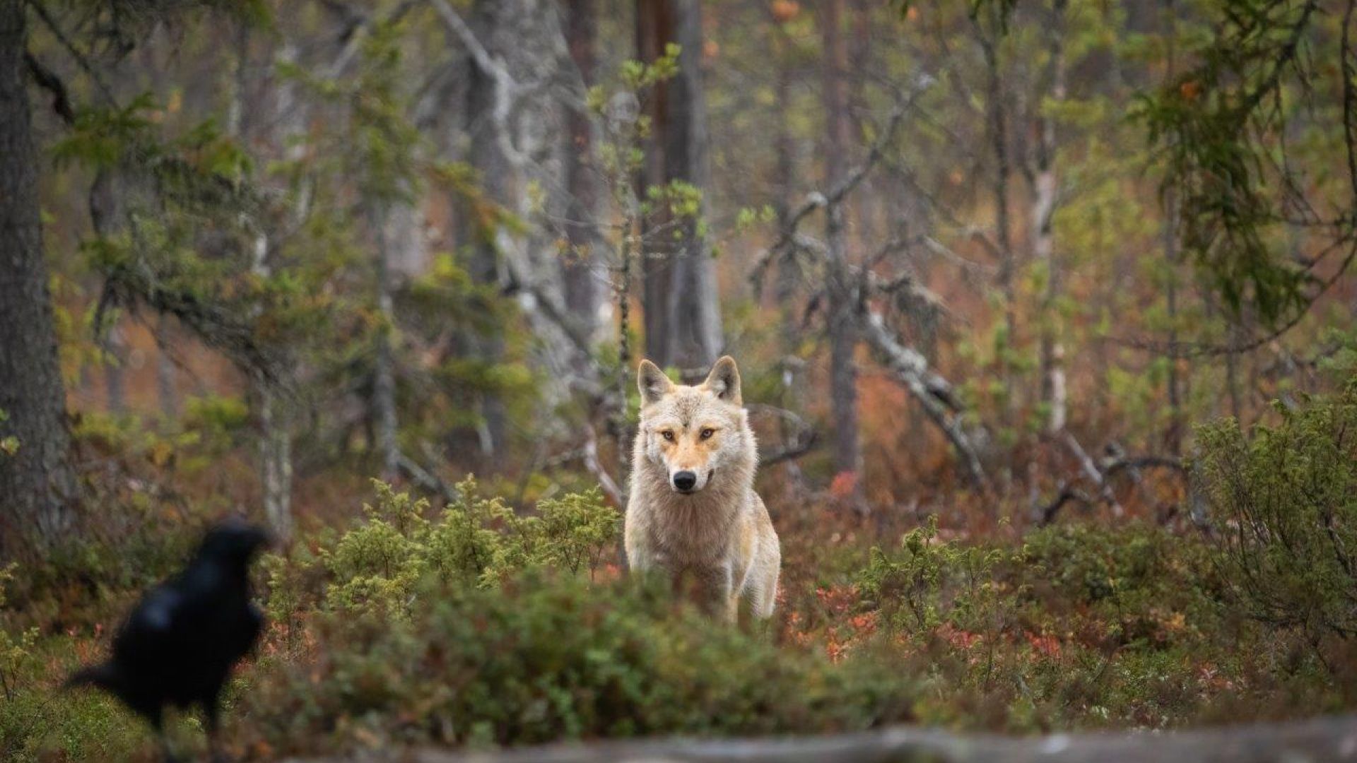 For 200 år siden blev ulven udryddet i Danmark grundet jagt. Man har fundet ulveknogler i Danmark, der daterer sig 13.000 år tilbage i tiden. Foto: Asger Thielsen