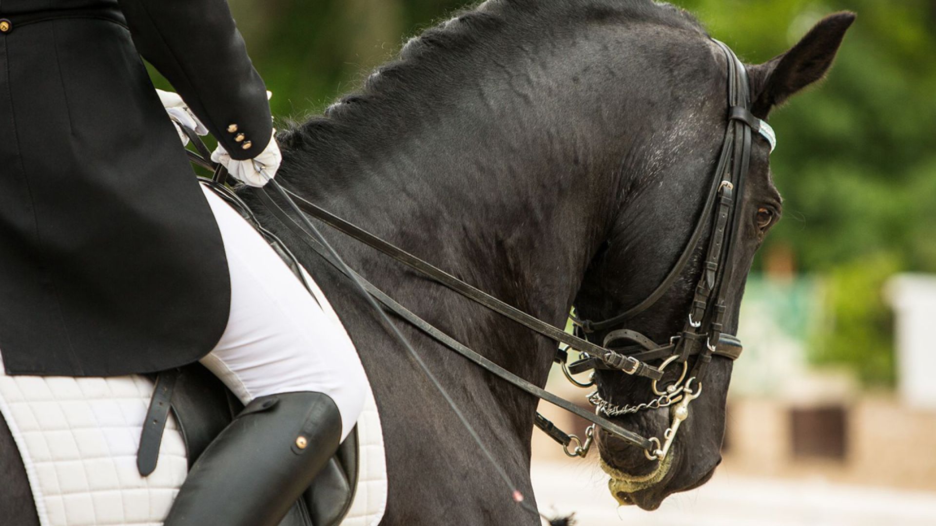 Hest med rytter i dresser med kandarbid