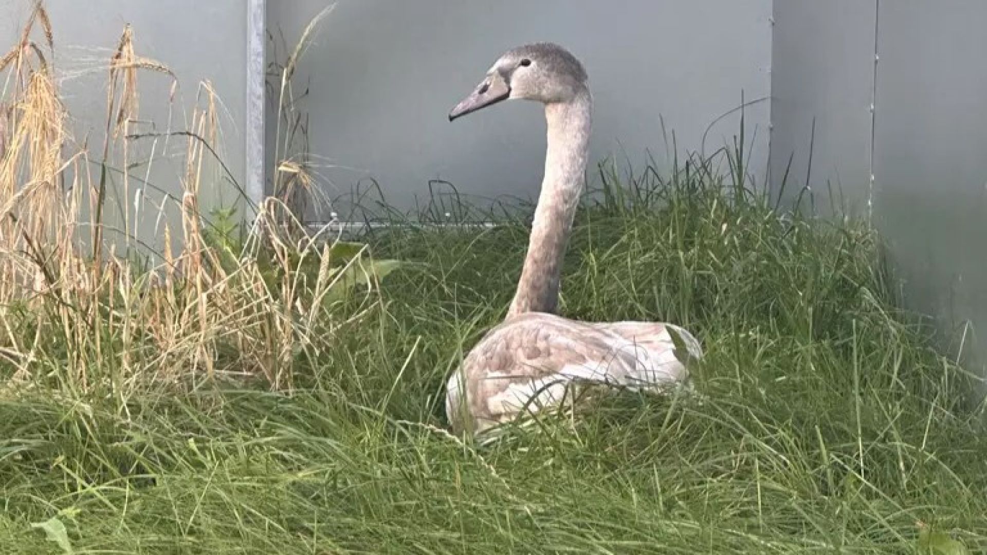 Ungsvanen kom ind i siden af vejen, men kunne fortsat ikke bevæge sig. Foto: Privat