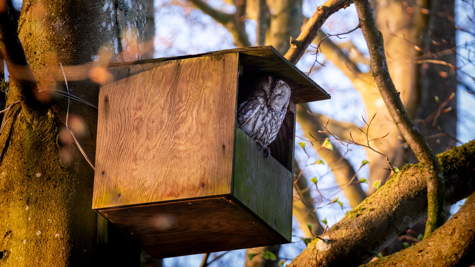 Natugleungerne og deres mor kunne flytte tilbage i kassen, efter den var blevet repareret. Foto: Marlene V. Jakobsen