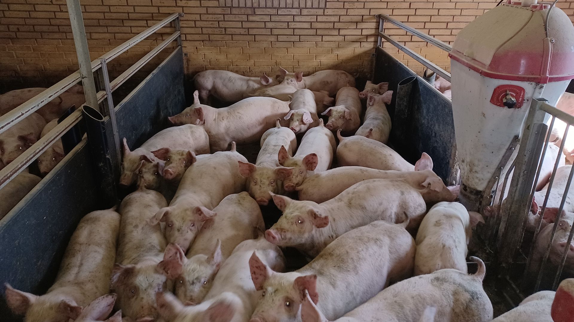 Danskerne overvurderer, hvor meget plads en gris har til rådighed i en dansk stald. Foto: Fødevarestyrelsen