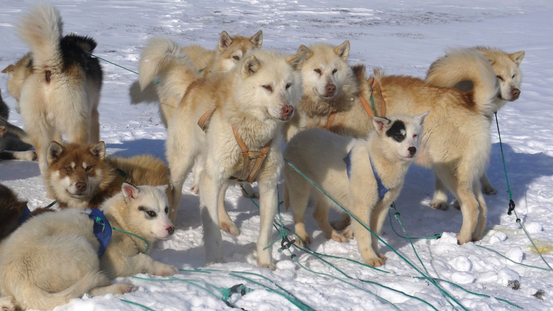 Billede af slædehunde