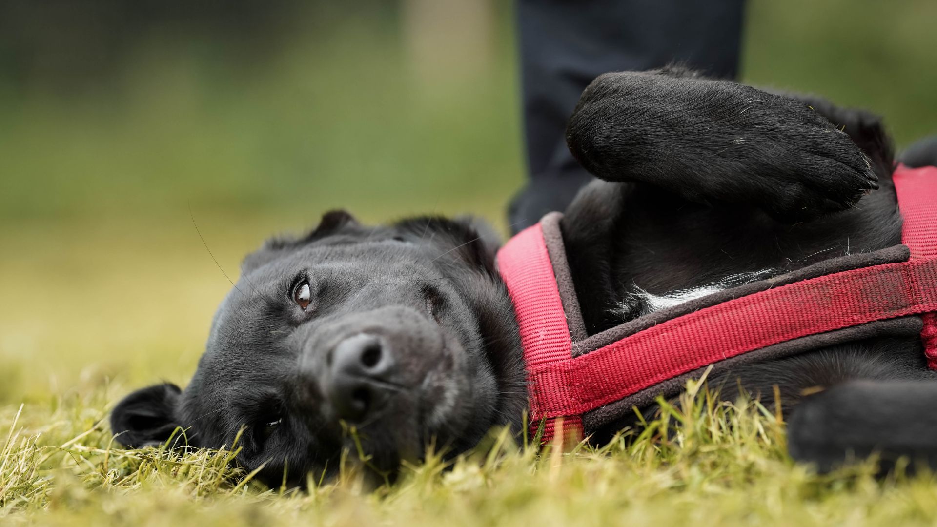 Billede af hund, der ligger på græsset