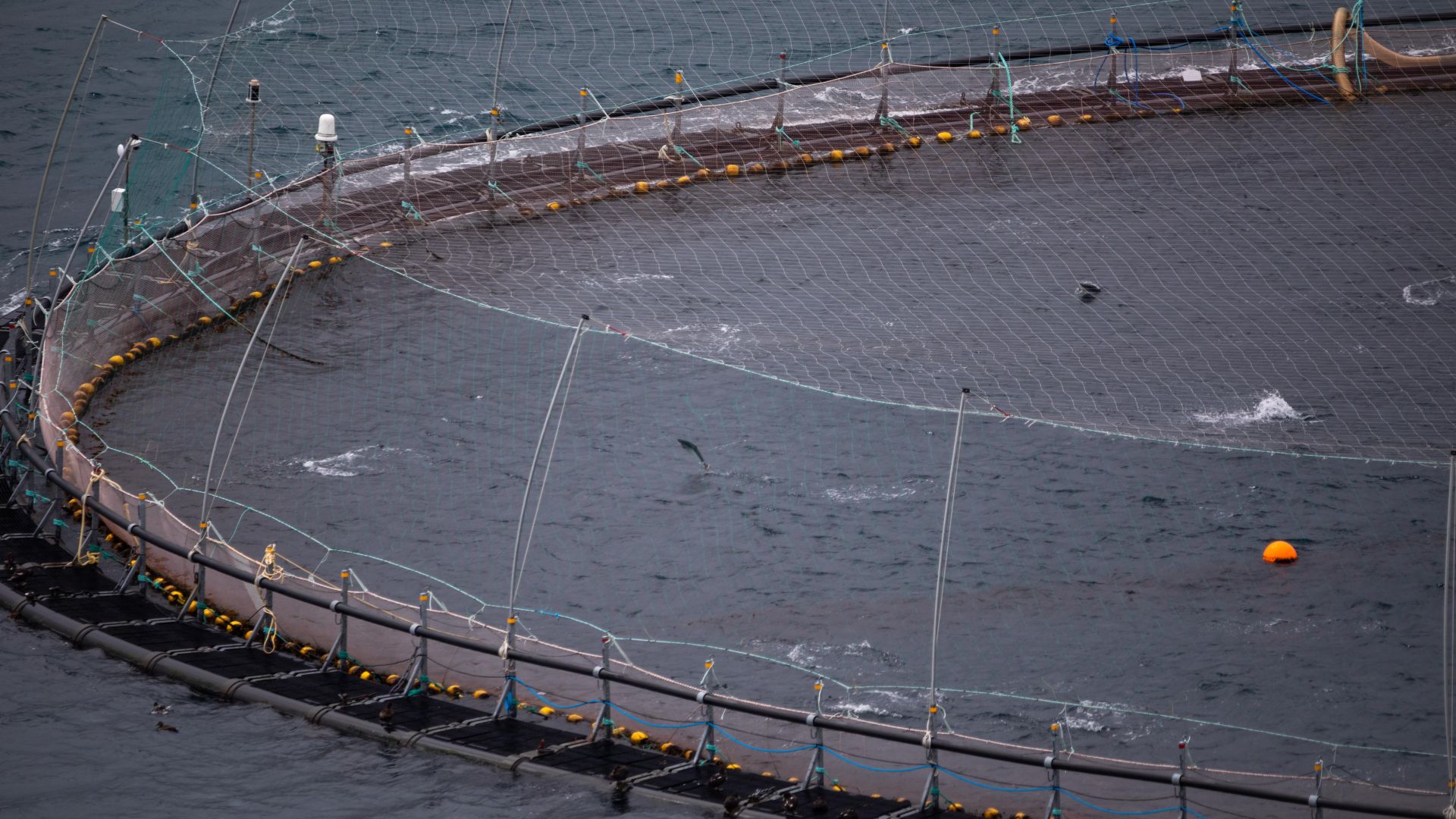 En form for akvakultur er bassiner ude i havet. Foto: Asger Thielsen