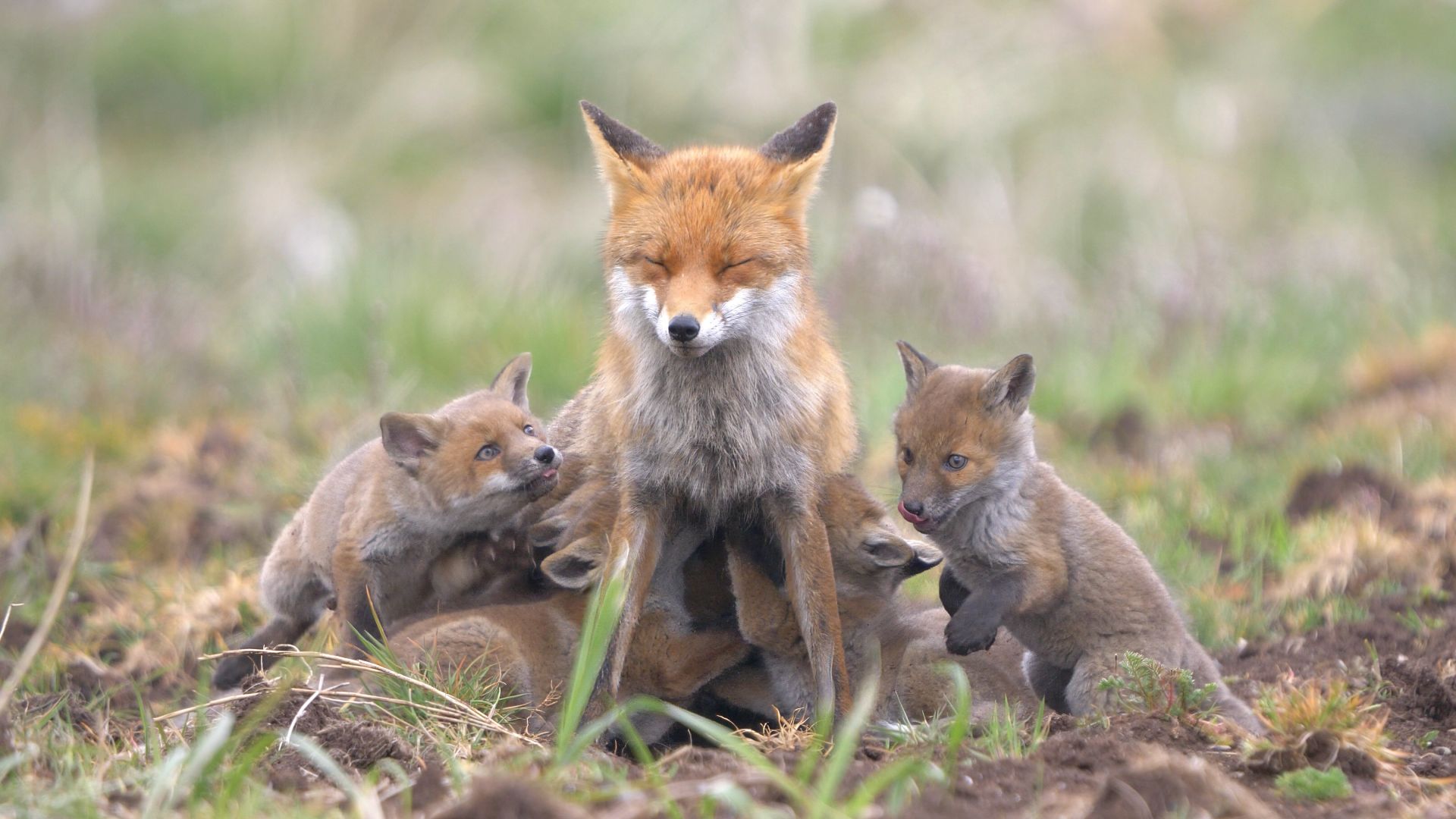 Et kuld af rævehvalpe dier hos deres mor. Foto: Jan Tandrup Petersen